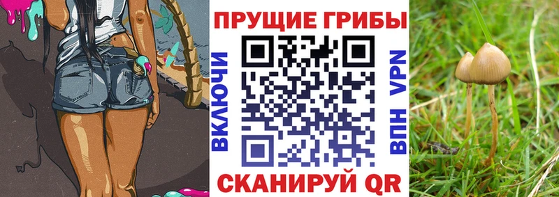 Псилоцибиновые грибы Psilocybe  Купино 
